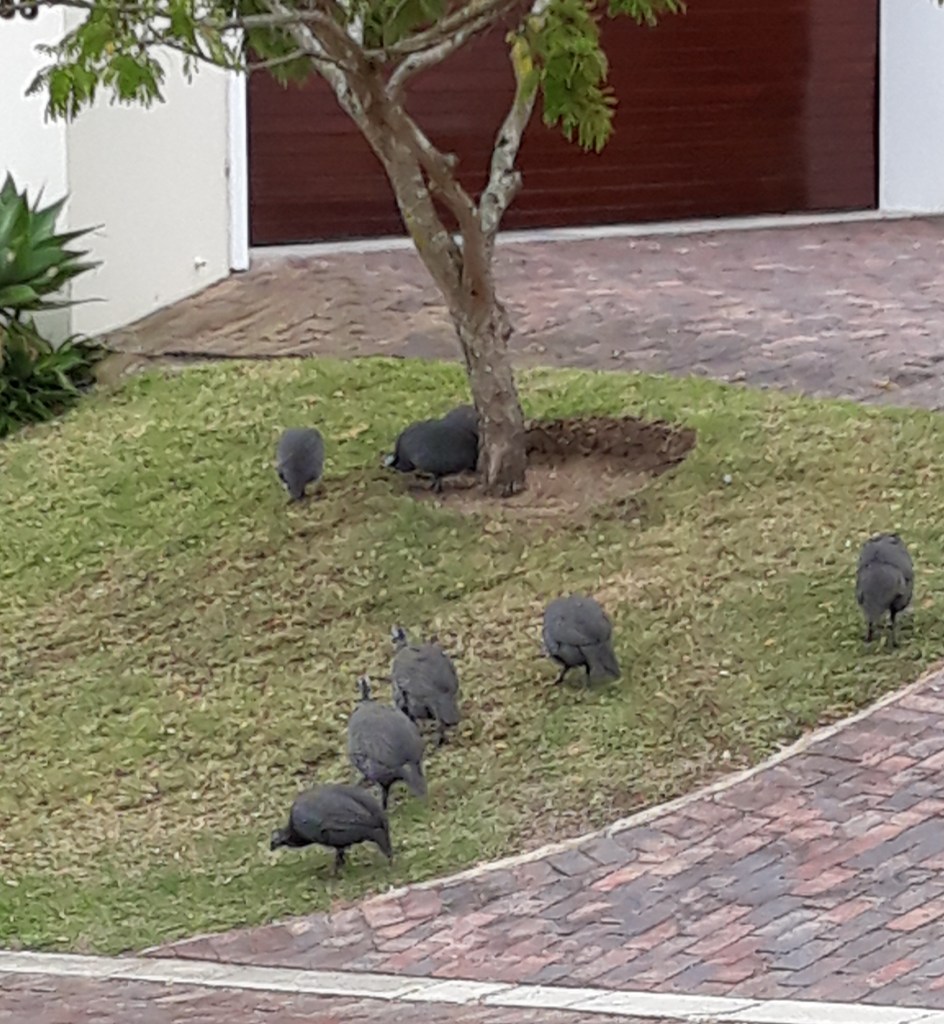 Guinea fowl - 1.4.2020