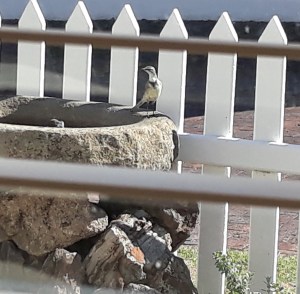 Wagtail - 2.4.2020